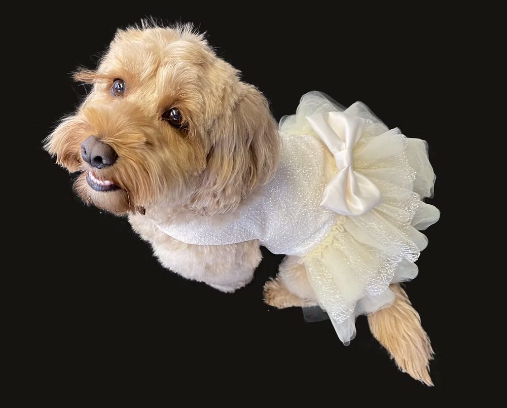 Hand-made dog outfit by DoggieByDesign, Brides of Bond Street
