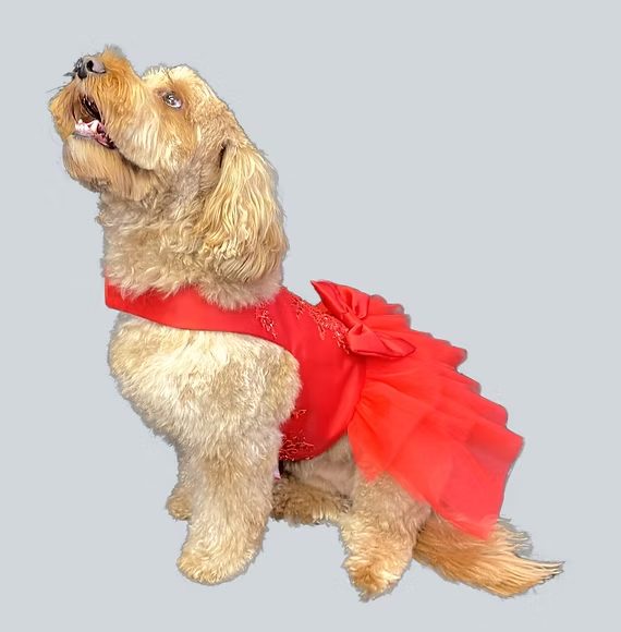 Hand-made dog outfit by DoggieByDesign, Brides of Bond Street