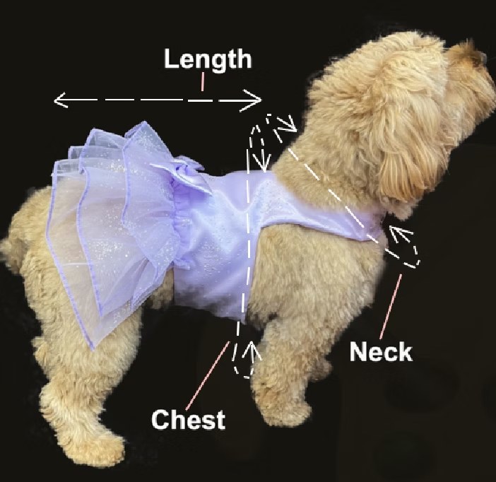 How to measure your dog — neck, chest and length